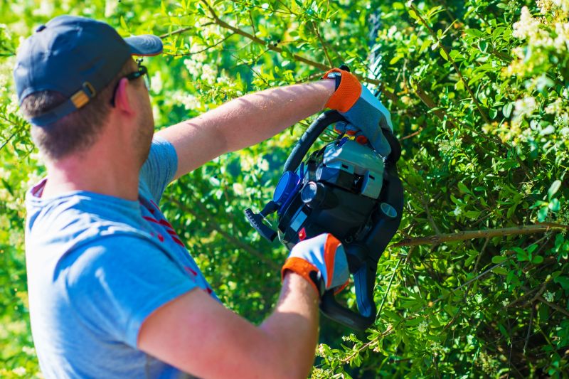 Evergreen Shrub Pruning