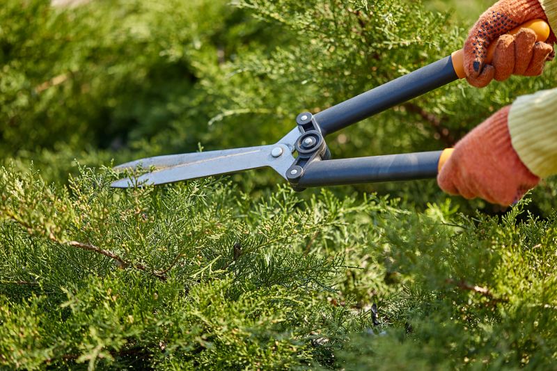 Shrub Cutting