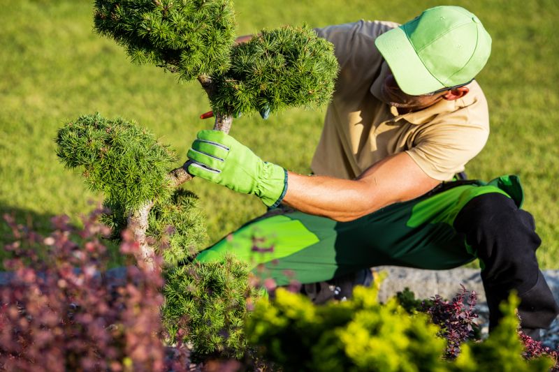 Shrubs in Dormancy