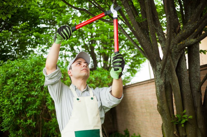 Local Tree and Shrub Care Experts