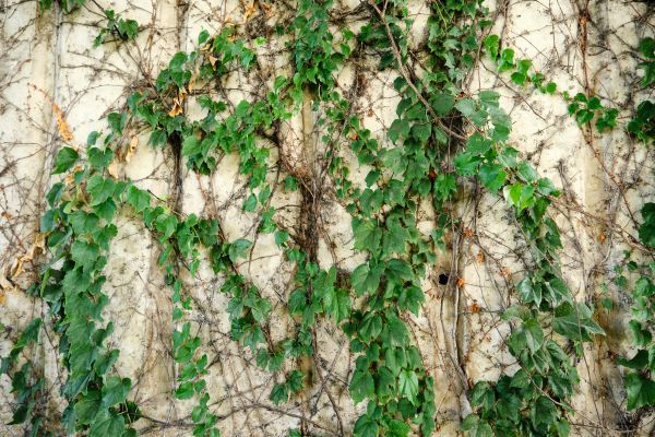 Vine Removal Service in Fremont