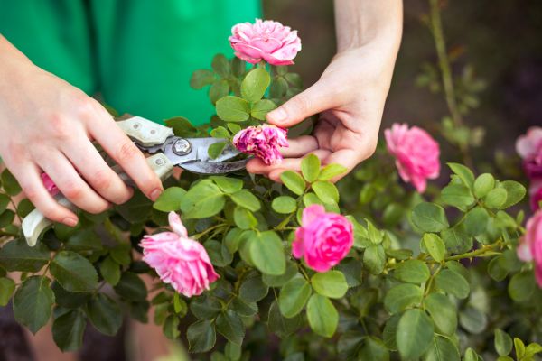 Rose Shearing in Fremont