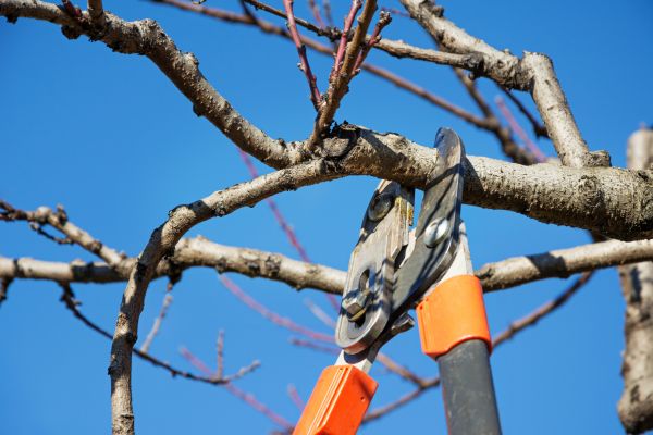 Selective Pruning in Fremont