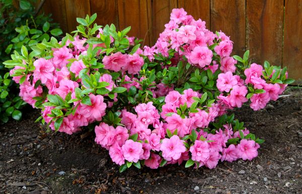 Azaleas Removal in Fremont