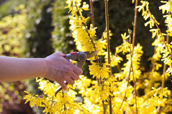 Forsythia Pruning in Fremont