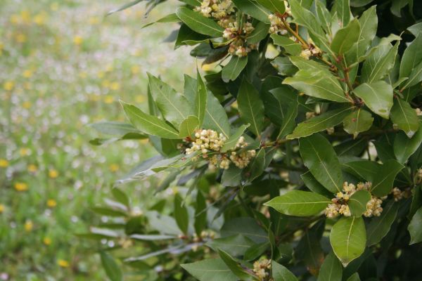 Laurel Trimming in Fremont
