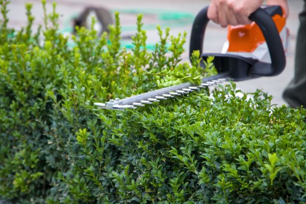 Evergreen Hedge Trimming in Fremont