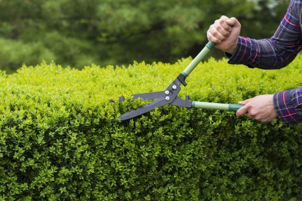 Evergreen Shrub Pruning in Fremont