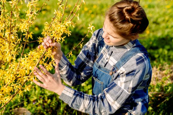 Forsythia Trimming in Fremont