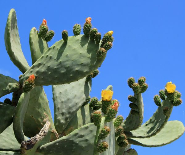 Cactus Removal in Fremont