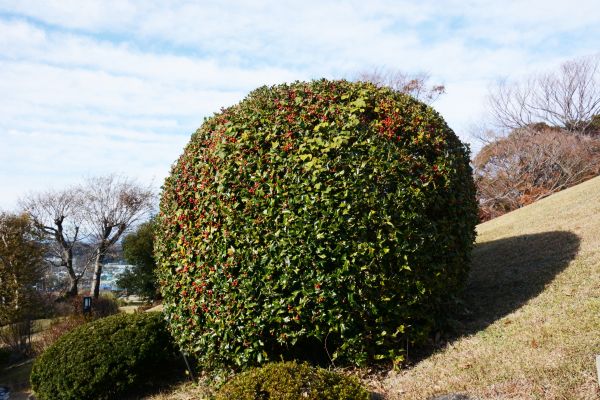 Holly Shrub Pruning in Fremont