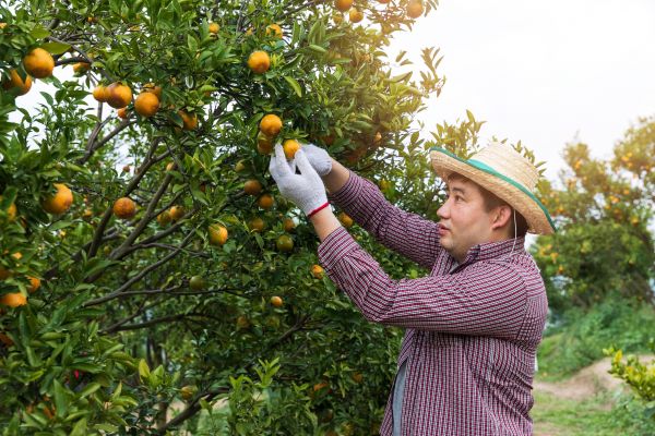Fruit Tree Pruning Service