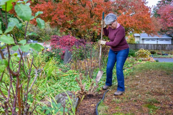 Dead Bush Removal in Fremont