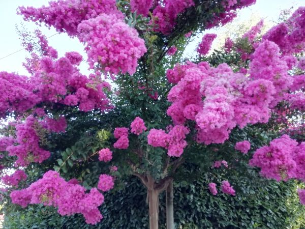 Crape Myrtle Pruning in Fremont