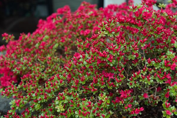 Weigela Removal Service in Fremont