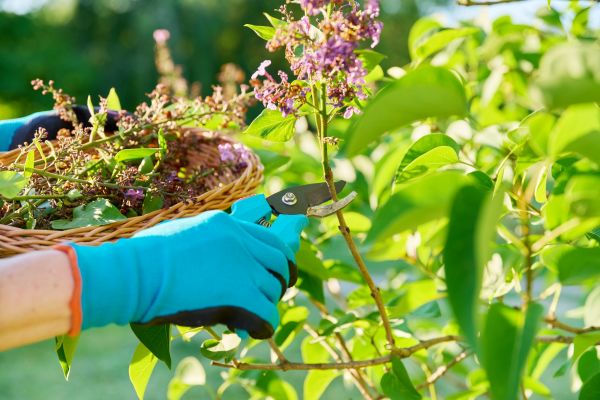 Lilac Trimming Service in Fremont