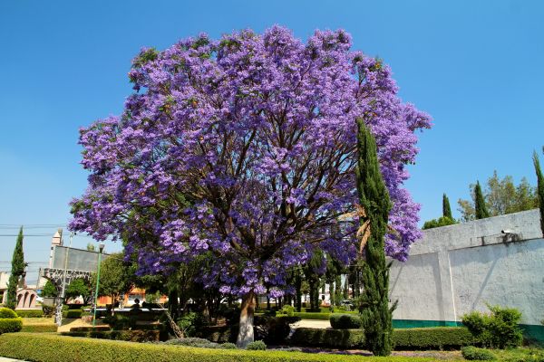 Jacaranda Pruning in Fremont