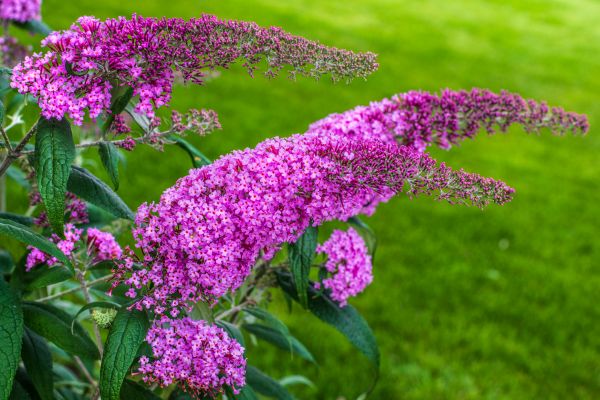 Butterfly Bush Removal in Fremont