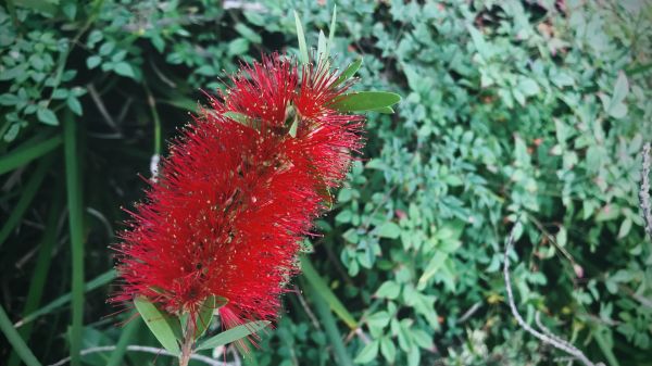 Bottlebrush Pruning in Fremont